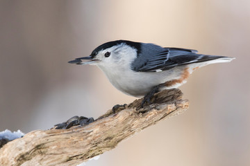 white breasted nuthatch in winter