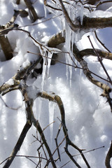 Macro background abstract of icicle designs in melting ice and snow on branches in early spring