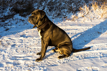 Cane corso dog sitting on a snow