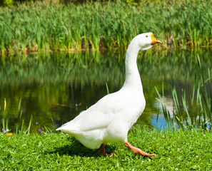 White goose on green grass near water in sunny summer day