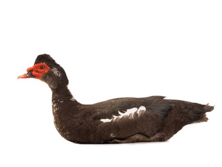 cairina moschata duck large chocolate