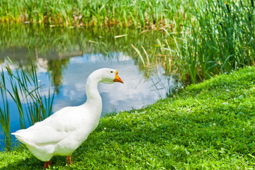 White goose on green grass near water in sunny summer day