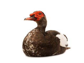 cairina moschata duck large chocolate