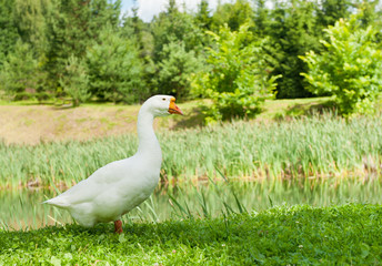 White goose on green grass