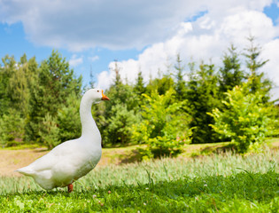 White goose on green grass