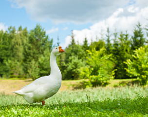 White goose on green grass