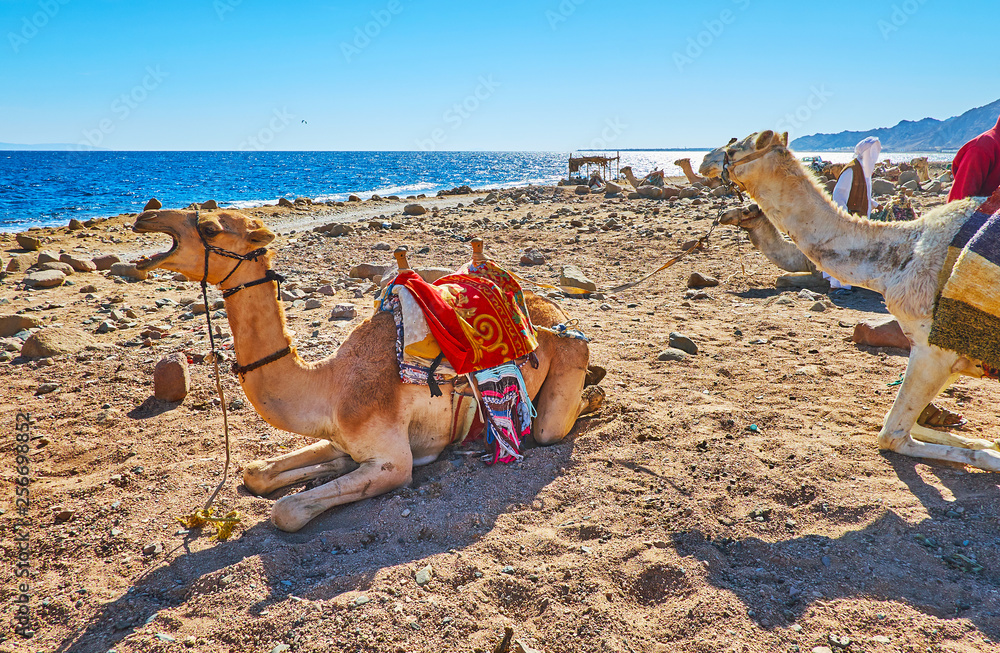 Canvas Prints Camels on Dahab beach, Sinai, Egypt