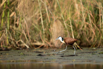 African Jacana