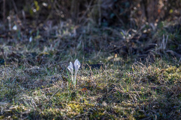 Flowers of spring crocus glow in the sun and are visited by a bee