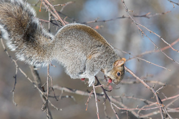 Obraz premium Sciurus carolinensis, common name eastern gray squirrel in winter