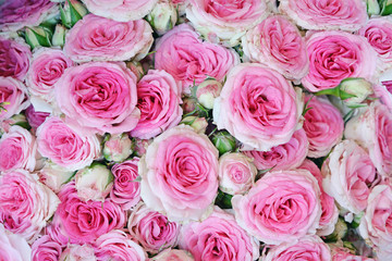 Pink roses background, shallow depth of field.