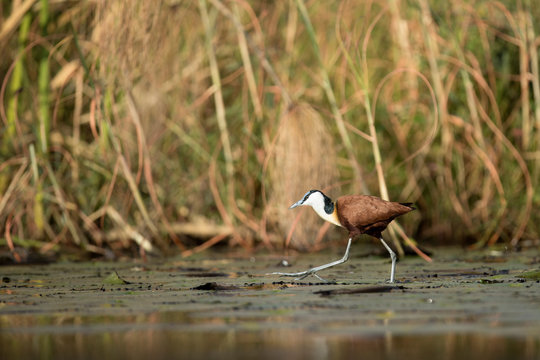African Jacana