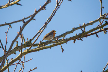 A robin sits on a branch