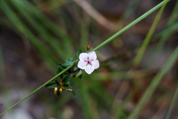 Florzinha