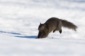 Sciurus carolinensis, common name eastern gray squirrel  in winter