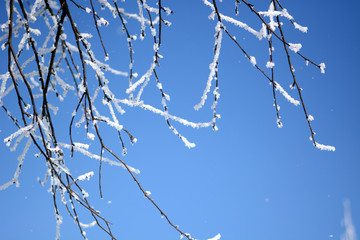 branches of a tree against blue sky