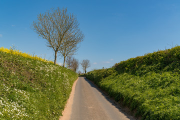 Rural One Way Road, surrounded by hedges, near Otterton, Jurassic Coast, Devon, UK