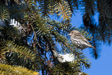 pine siskin (Spinus pinus) in winter