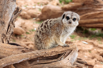 Fototapeta premium Suricate (Suricata suricatta) at zoo park