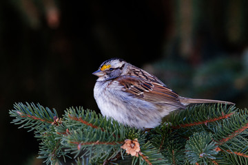 white-throated sparrow (Zonotrichia albicollis) in winter