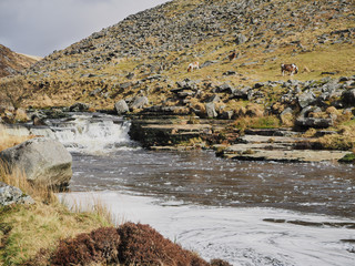 River Tavy water cascading over black lichen covered rocks through the Tavy Cleave gorge with ponies on the hill in the background, Dartmoor National Park, Devon, UK