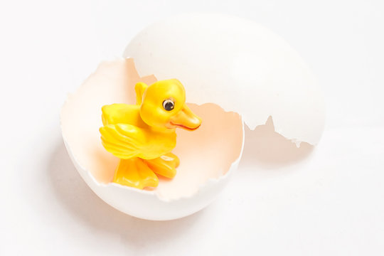A yellow easter chicken with white egg shells on a white background