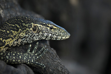 monitor lizard portrait
