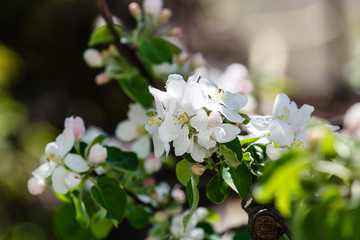 Beautiful butterfly and branch of blossoming cherry in spring at Sunrise on blue and pink background macro. Amazing elegant artistic image nature in spring, sakura flower and butterfly
