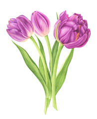 Flowers bouquet with tulips, watercolor painting. For design cards, pattern and textile.