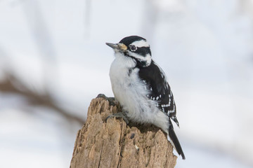 Obraz premium hairy woodpecker in winter
