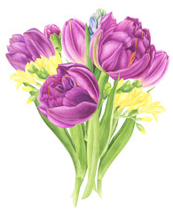 Flowers bouquet with tulips, freesia and hyacinths, watercolor painting. For design cards, pattern and textile.