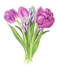 Flowers bouquet with tulips and hyacinths, watercolor painting. For design cards, pattern and textile.
