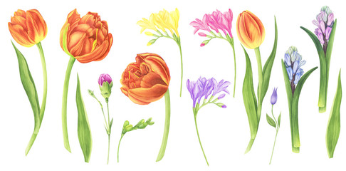 Clipart with tulips, freesia and hyacinths, watercolor painting. For design cards, pattern and textile.