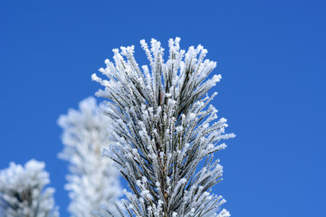 branch of a tree in snow