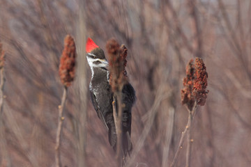 pileated woodpecker in winter