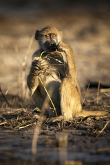 Baboon eating in afternoon light.