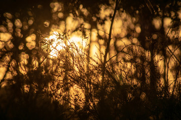 Silhouette von Gräsern im Vordergrund bei einem Sonnenuntergang mit Sonne und Bäumen im Hintergrund im Wald