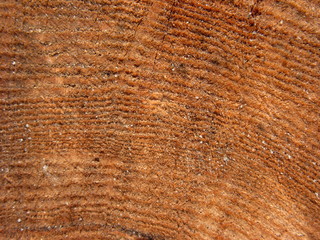 old wood texture