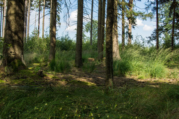 Fototapeta premium Bäume