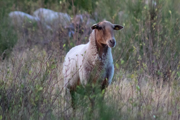 ein Schaf auf einer Wiese mit hohen Gräsern im Abendlicht