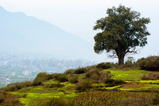 yellow mustard field and a Ficus religiosa tree