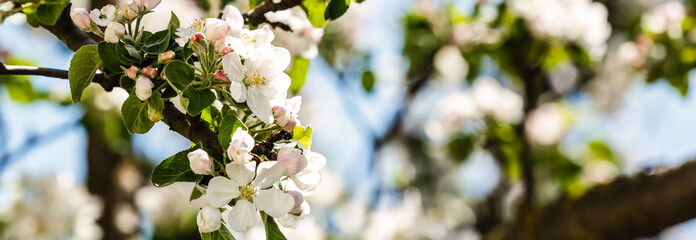 Blooming branch. Spring flowers