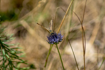 Makroaufnahme Hauhechel Bläuling ( Polyommatus icarus ) Schmetterling auf einer blauen Blume