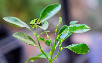 big green worm eating the leaf on tree branch
