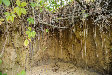 Tree roots in ravine sand background