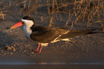 African skimmer