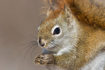 American Red Squirrel (Tamiasciurus hudsonicus) in winter