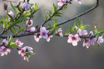 Close of cherry blossom