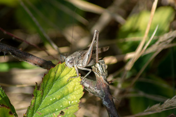 Makroaufnahme einer grauen Heuschrecke auf einem Ast sitzend