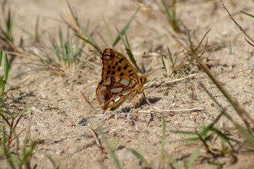 Makroaufnahme des kleinen Perlmuttfalter ( Issoria lathonia ) Schmetterling auf Sandboden sitzend